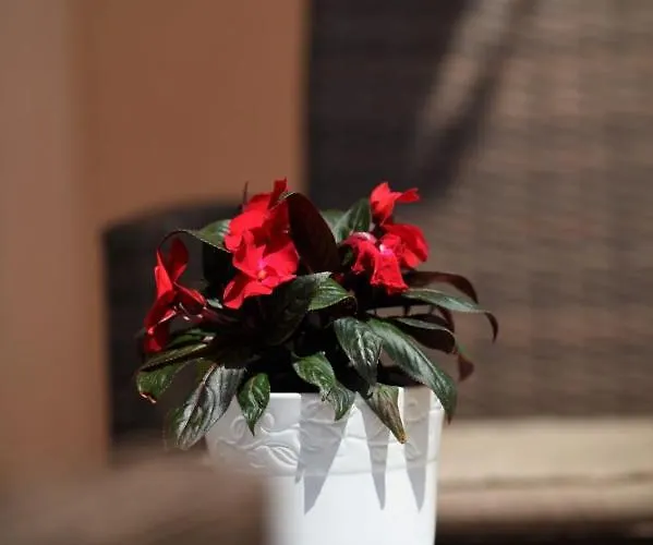 Sunbreeze Apartment *